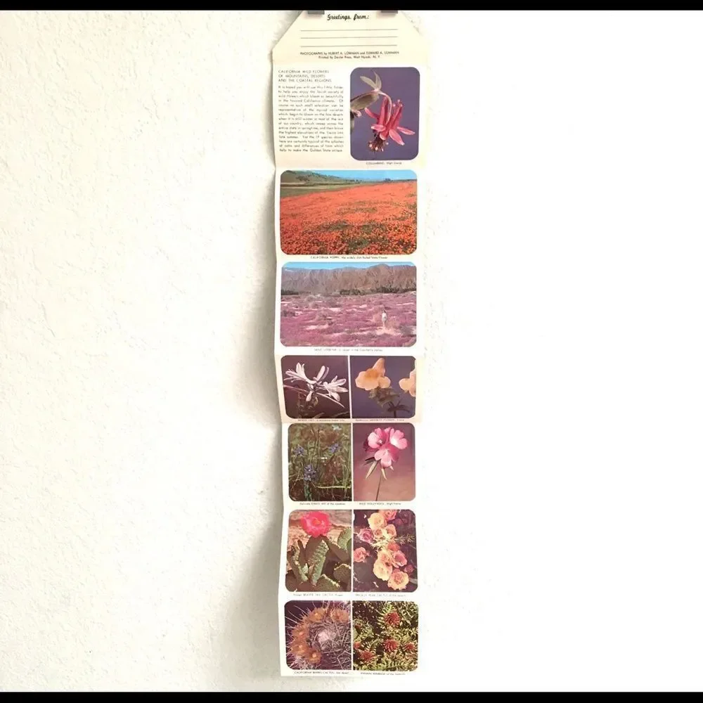 Vintage California wildflower postcard set‎